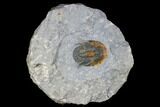 Scarce Tropidocoryphe Trilobite - Issoumour, Morocco #175198-5